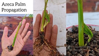 How to grow areca palm  Easiest Way To Divide Areca Palm from 1 plant to many [upl. by Pettit]