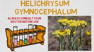 Essential Oil Breakdown Helichrysum Gymnocephalum Oil Benefits Uses and History Aromatherapy [upl. by Ramhaj]