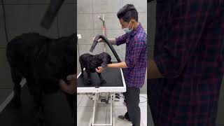 Cocker Spaniel Grooming at Pets Paradise Chalakudy [upl. by Michi]