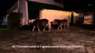 The best horsey Christmas advert ever [upl. by Will]