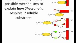 Electron Shuttling in Shewanella by Jeffrey Gralnick [upl. by Htiel75]