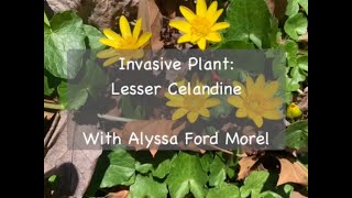 Invasive Plant Lesser Celandine [upl. by Nicole473]