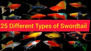 25 Different Types of Swordtails ll types of Swordtail ll rare Variety [upl. by Fanya417]