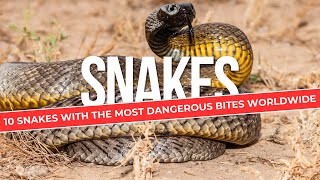 10 Snakes with the Most Dangerous Bites Worldwide Snake Video  EcoExplorerTV [upl. by Airel]