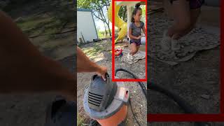 Vacuum vs Wasps How to Relocate a Deadly Nest insects wasps [upl. by Nnyliak]