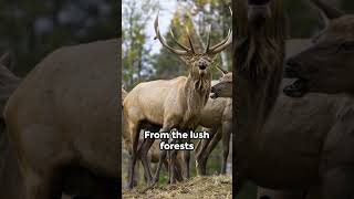 Elk Hunting in Oregon A Comprehensive Guide elkcalling bugling [upl. by Enenstein66]