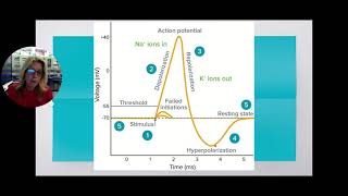 HBio Ch17 Part 1 Nervous System Introduction amp Action Potentials [upl. by Cida996]