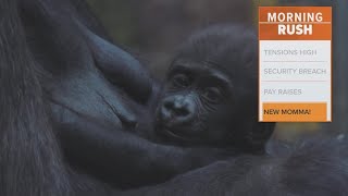 Baby gorilla born in Fort Worth responds well to new mother zoo officials say [upl. by Ellimak114]