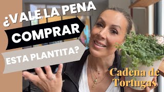 🌱 Cuidando Plantas Peperomia prostrata 🪴 TIPS para tener una Cadena de Tortugas INCREÍBLE 🐢 [upl. by Ayisan]