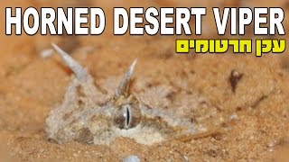 עכן חרטומים Horned Desert Viper Cerastes cerastes [upl. by Maidie]