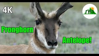 The Pronghorn Antelope Fastest Land Animal in the World 4K [upl. by Dorraj]