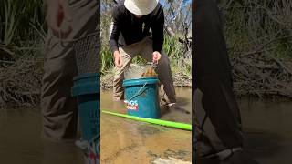 Finding GOLD at Reedy Creek in Victoria Australia goldrush goldpanning VoGusProspecting [upl. by Whatley912]