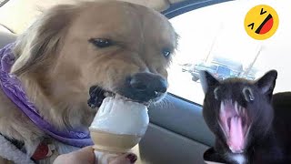 Funny Dogs And Cats Videos 2024 😅  Best Funniest Animal Videos Of The week 15 [upl. by Grand]