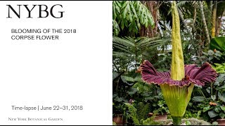 Timelapse of the 2018 NYBG Corpse Flower Bloom [upl. by Davison345]