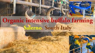 Organic intensive buffalo farming in Salerno Italy [upl. by Eissehc]