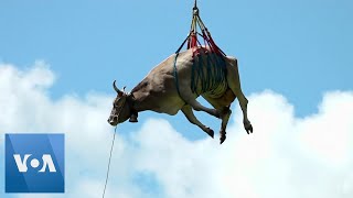 Cow Airlifted by Helicopter in Switzerland [upl. by Dyanne]