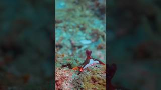 Nembrotha chamberlaini fact shorts tredingshorts Nembrotha mustafa animals sea oceanwildlife [upl. by Nortal]