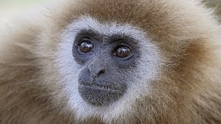 Whitehanded Gibbon singing Kaeng Krachan NP Thailand [upl. by Accisej332]