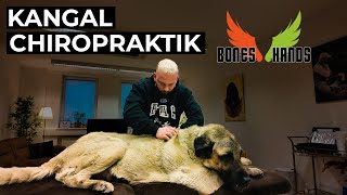 XXL Kangal behandeln Bones Hands Animals Chiropraktik [upl. by Inittirb]