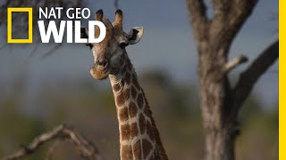 Giraffes 101  Nat Geo Wild [upl. by Colfin]