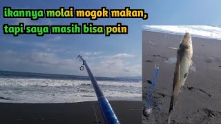 MANCING PASIRAN kembali lagi ke sport kemarin dapat poin ikan bojor [upl. by Ericksen585]