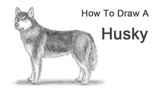 How to Draw a Dog Husky [upl. by Bertolde]