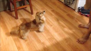 Cherry the miniature Longhaired Dachshund performs tricks [upl. by Aineles]