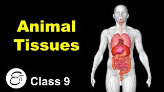 Animal Tissues Introduction  Animal Tissues Part 1  in Hindi for Class 9 [upl. by Puff]