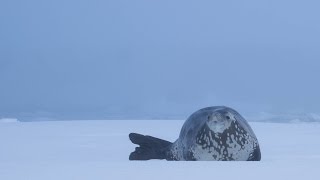 Antarctica Crabeater seal shows off [upl. by Nywnorb]