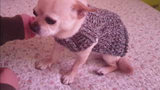 🔴hermoso Ropita para Mascotas Tejida a Crochet  Ropa para PERROS y GATOS‼ [upl. by Odlanar]