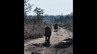 Plains Camp Male Lions at Inyati  30 June 2024 [upl. by Ylsel]