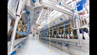 Double 10 Milking Parlour all Stainless Steel [upl. by Onyx404]