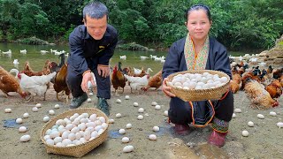 Dwarf Family Harvesting Chicken Eggs amp bake eggs in bamboo tube Garden renovation  harvesting joy [upl. by Malda198]