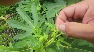 The Famous Crisafulli Fig Trees  Pinching Method [upl. by Edasalof]