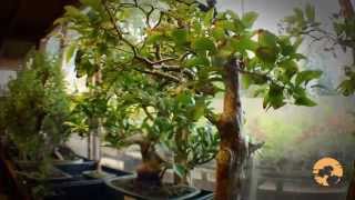 How to buy bonsai Trees a Guide to Choosing Bonsai Trees for Beginners [upl. by Olen]