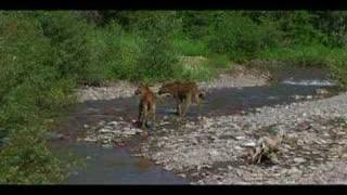 Glacier National Park DVD part 1 [upl. by Flory868]