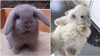 2021 Funny videos of little bunnies 🐇 cute bunnies [upl. by Vedetta]