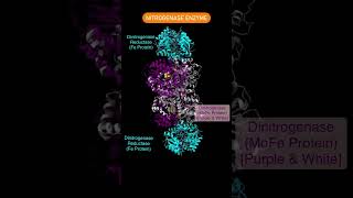 Nitrogenase complex nitrogen fixation  Nitrogenase structure  Mineral Nutrition class 11 biology [upl. by Chas]