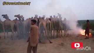 Unveiling the Mystery Why Some Owners Choose to Burn Camels [upl. by Syned]