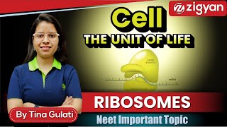 Ribosomes  Types of Ribosomes  Protein synthesis  Cell  the unit of life  NEET [upl. by Akirret]