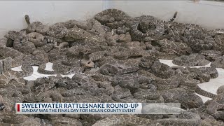 Sweetwater Rattlesnake Roundup A West Texas Tradition [upl. by Brand]