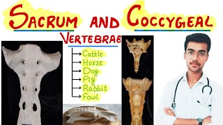 Sacrum and Coccygeal Vertebrae  Species differences🔥🔥  Aniket tyagi [upl. by Akena]