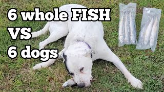 FEEDING 6 DOGS WHOLE FISH 😱 [upl. by Annehsat570]