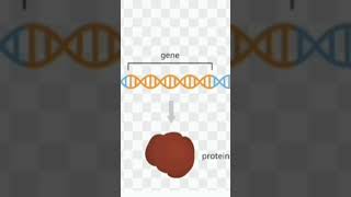 genes  passed from parents to offspringdetermine inherited traits  eye hair color [upl. by Fagaly163]