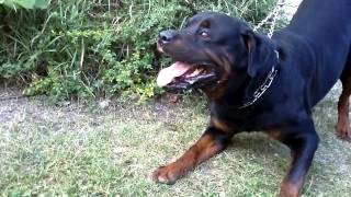 Big Rottweiler defends his territory 2 [upl. by Helene]