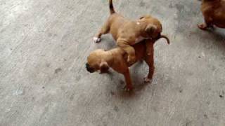 cachorros boxer peleando machin2 [upl. by Jenifer]