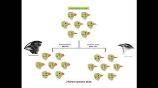 Genetic Analysis of the Galapagos Finches [upl. by Kinney]