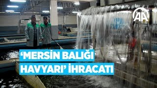 Mersin Balığı Havyarı ihracatı [upl. by Saticilef]