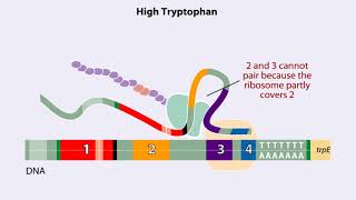 Trp operon Animation [upl. by Bartholemy]