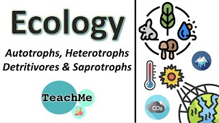 41  Autotrophs Heterotrophs Detritivores Saprotrophs  IB Biology  TeachMe [upl. by Nnilsia]